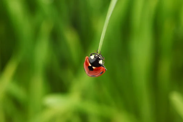Lieveheersbeestje op gras — Stockfoto