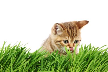 Cat behind grass clipart