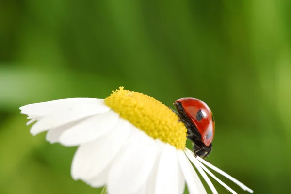 Ladybug on camomile — Stock Photo, Image