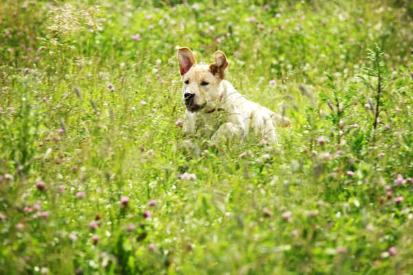 Pes hrát v trávě — Stock fotografie