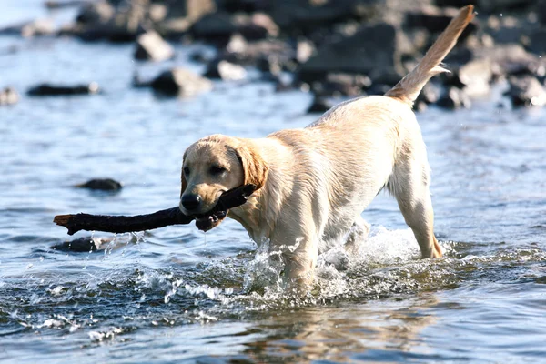 Cane giocare in acqua — Foto Stock