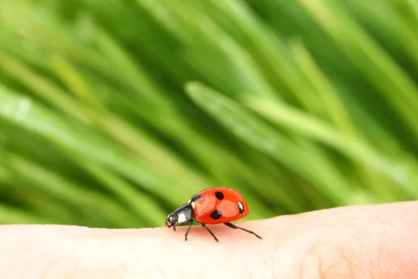 Uğur böceği üstünde parmak — Stok fotoğraf
