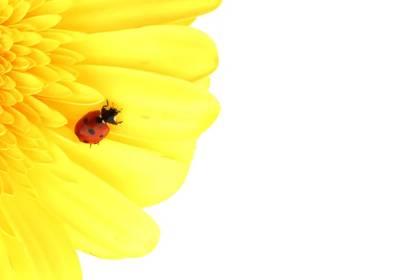 Coccinella su fiore giallo — Foto Stock