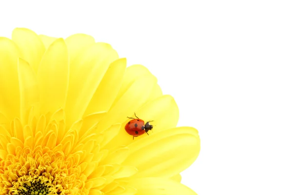 Coccinella su fiore giallo — Foto Stock