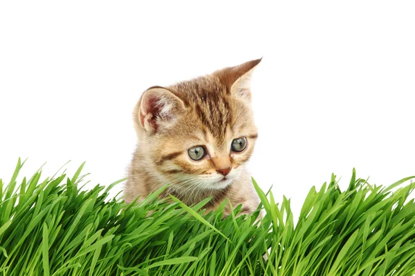 Katze hinter Gras — Stockfoto