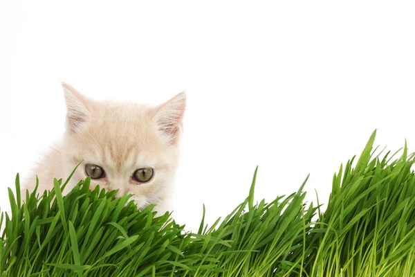 Кот за травой — стоковое фото