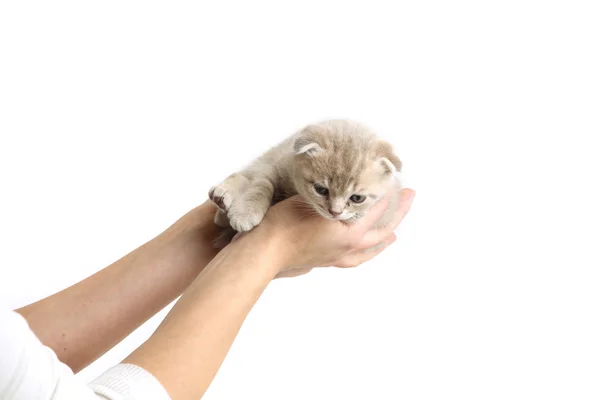 Gatto in mano — Foto Stock