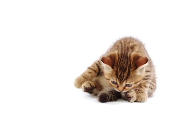 Izolowane kota — Zdjęcie stockowe