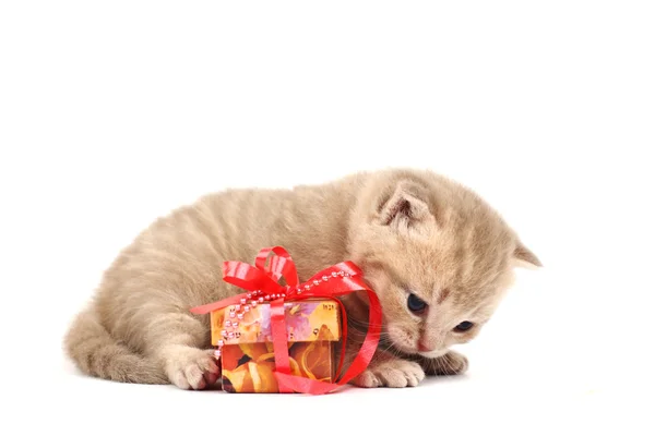 Izole kedi ve hediye — Stok fotoğraf