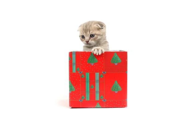 在礼品盒中的猫 — 图库照片