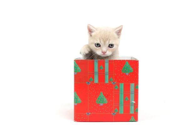 Kedi hediye kutusu — Stok fotoğraf