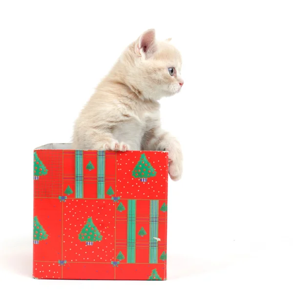 Cat in gift box — Stock Photo, Image