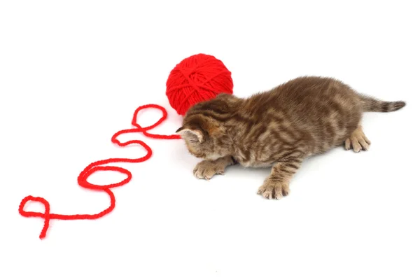 Love cat — Stock Photo, Image