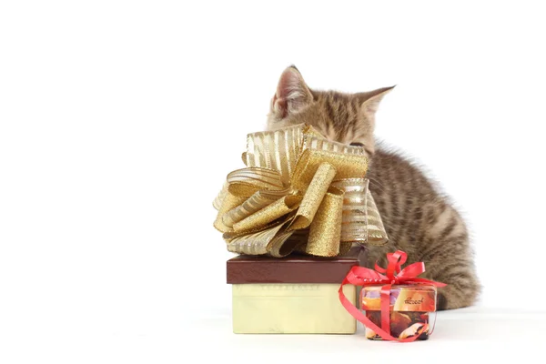 stock image Isolated cat and gift