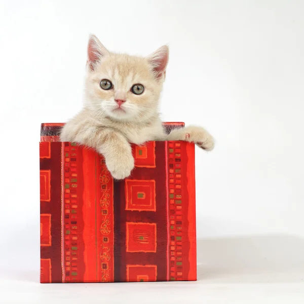 선물 상자에 고양이 — 스톡 사진