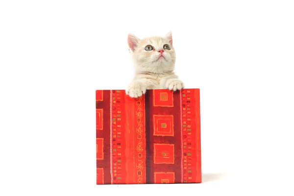 Kočka v dárkové krabičce — Stock fotografie