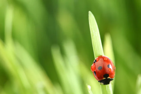 Marienkäfer auf Gras — Stockfoto