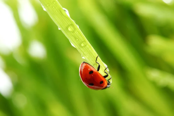 Uğur böceği çimenlerin üzerinde — Stok fotoğraf