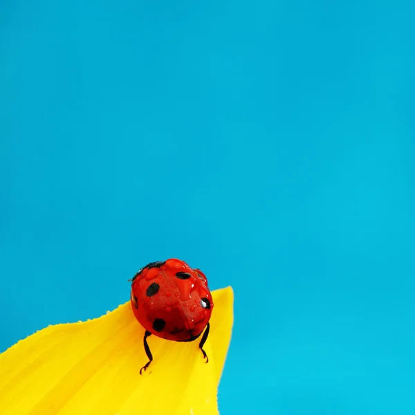 ヒマワリのてんとう虫 — ストック写真