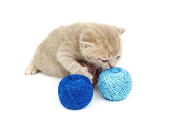 Кіт і синя вовняна куля — стокове фото