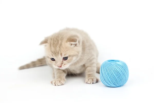 Γάτα και μπλε μπάλα μαλλί — Φωτογραφία Αρχείου
