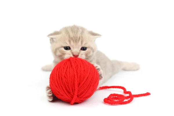 Kat en rode bal van wol — Stockfoto