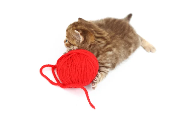猫と赤のウールのボール — ストック写真