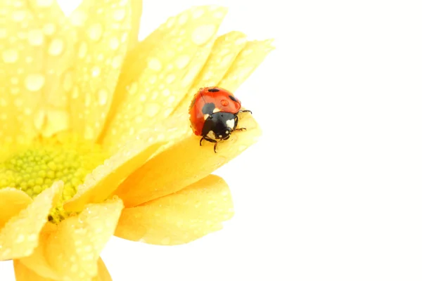 Ladybug บนดอกไม้สีเหลือง — ภาพถ่ายสต็อก