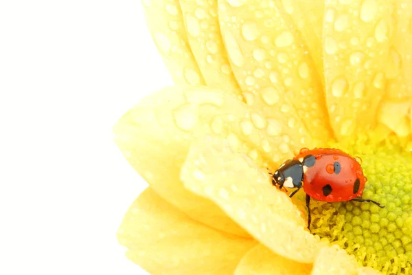 Nyckelpiga på gul blomma — Stockfoto