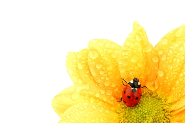 Mariquita en flor amarilla — Foto de Stock