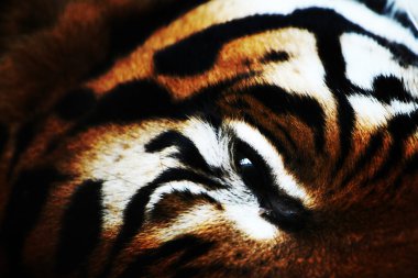 Tiger close up clipart