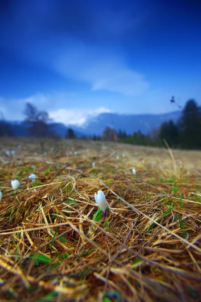 Jarní Alpy — Stock fotografie