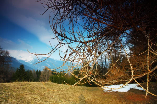 Весна в Альпах — стоковое фото
