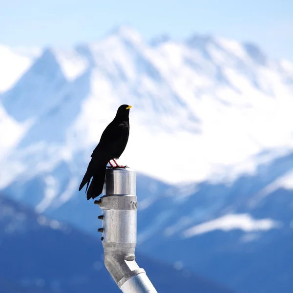 山のムクドリの鳥 — ストック写真