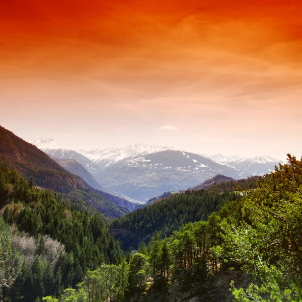 Górskie lasy — Zdjęcie stockowe