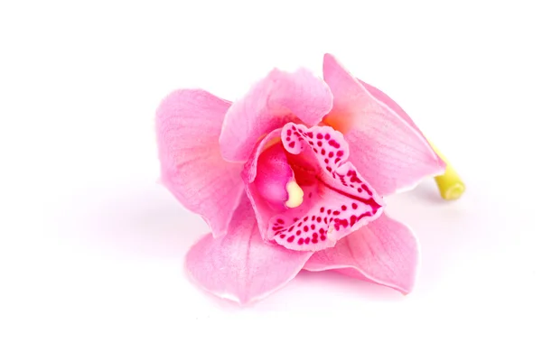 Orchidée isolée — Photo
