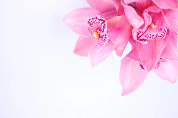 Orchid geïsoleerd — Stockfoto