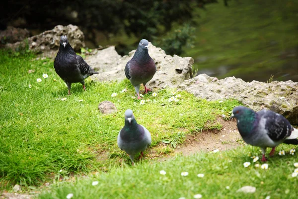 비둘기 잔디 — 스톡 사진