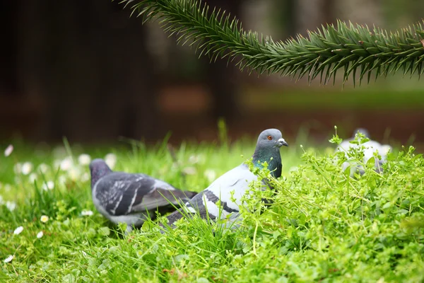 Pigeon grass — Stock Photo, Image