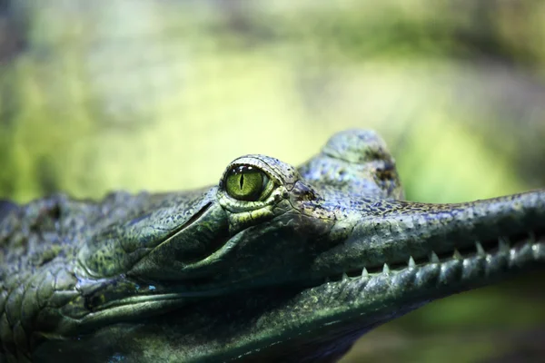 Crocodilo gavial — Fotografia de Stock