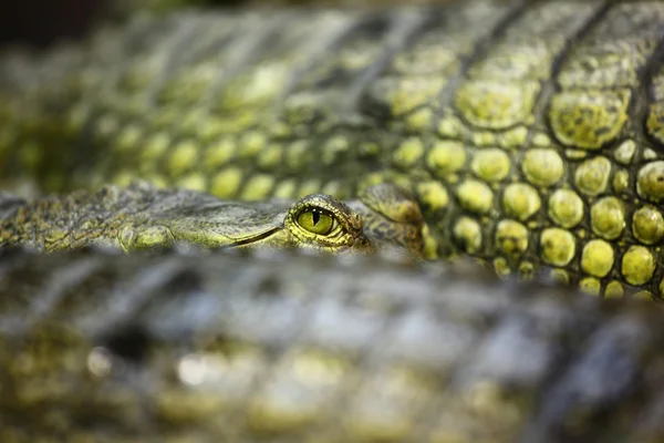 Crocodilo gavial — Fotografia de Stock