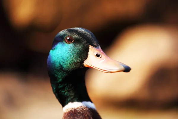 Duck — Stock Photo, Image