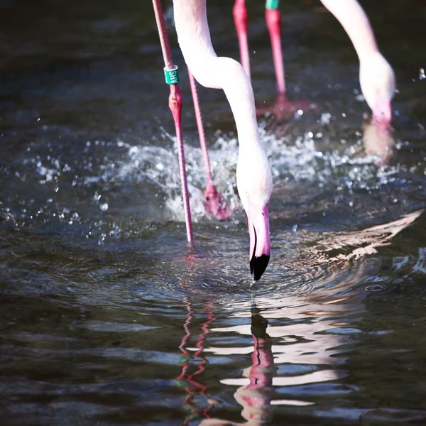 Flamingo — Fotografia de Stock