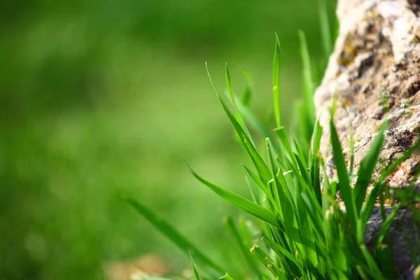Madera en hierba — Foto de Stock