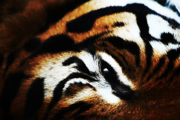 Tigre da vicino — Foto Stock