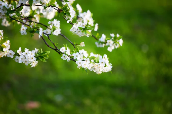 Białe kwiaty — Zdjęcie stockowe