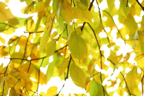 Осіннє листя крупним планом — стокове фото