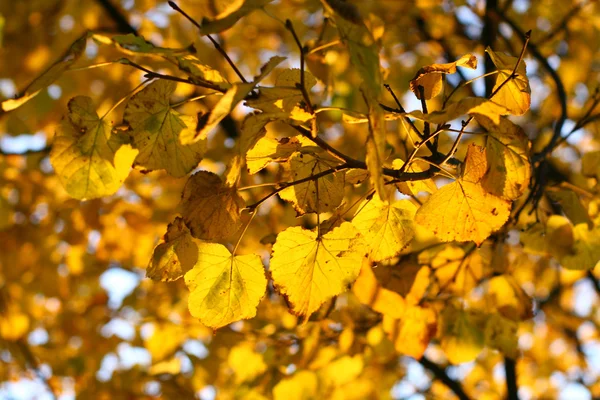 金色树叶 — 图库照片