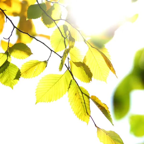 Autunno foglie da vicino — Foto Stock