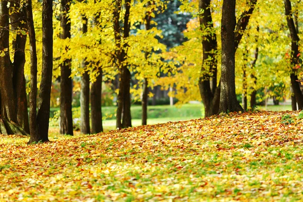 Autumn trees — Stock Photo, Image